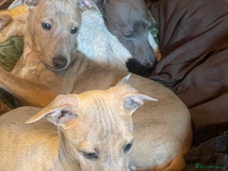 Whippet dogs ✨🐾 Gorgeous KC Registered Whippet puppies 🐾✨ - Advert 2