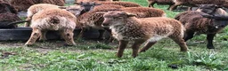 Sheep livestock for sale: Soay lambs - Advert 1