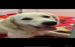 Golden Retriever dogs for sale: Cream Golden Retriever Puppy Health Tested Parents in Blackpool - Image 8