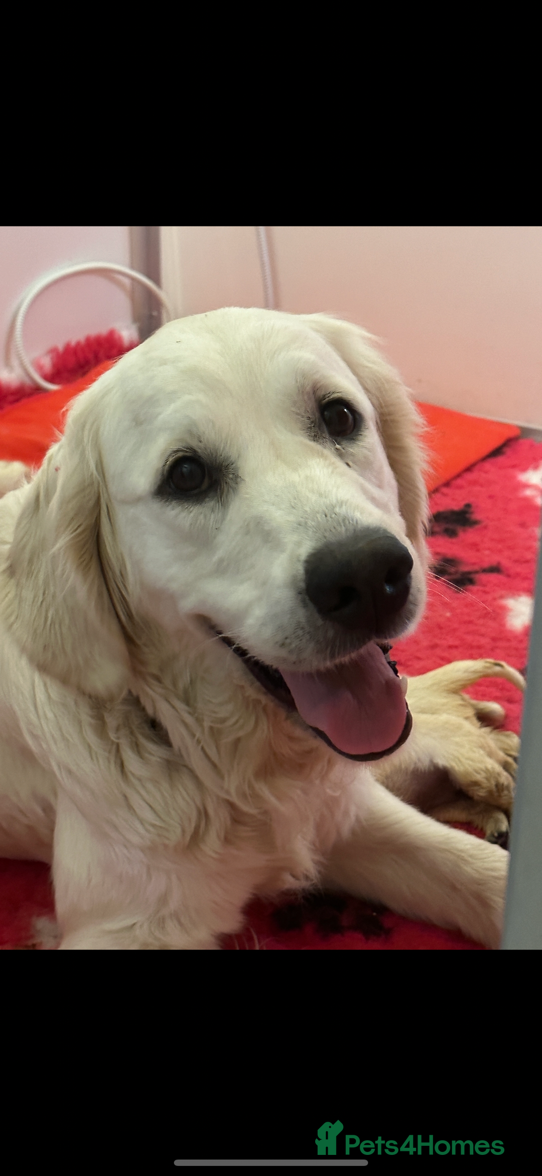 Golden Retriever dogs for sale: Cream Golden Retriever Puppy Health Tested Parents in Blackpool - Image 8