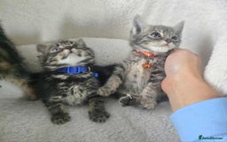 Maine Coon cats for sale: Adorable kittens Maine coon  - Image 9