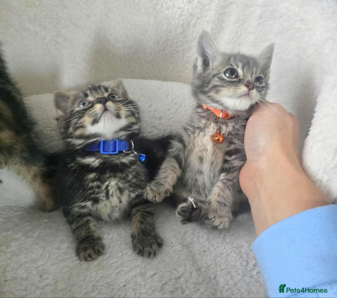 Maine Coon cats for sale: Adorable kittens Maine coon  - Image 9