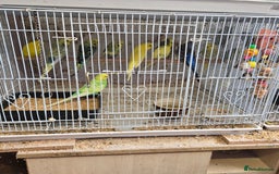 Parakeets birds for sale: Baby budgies - Image 2