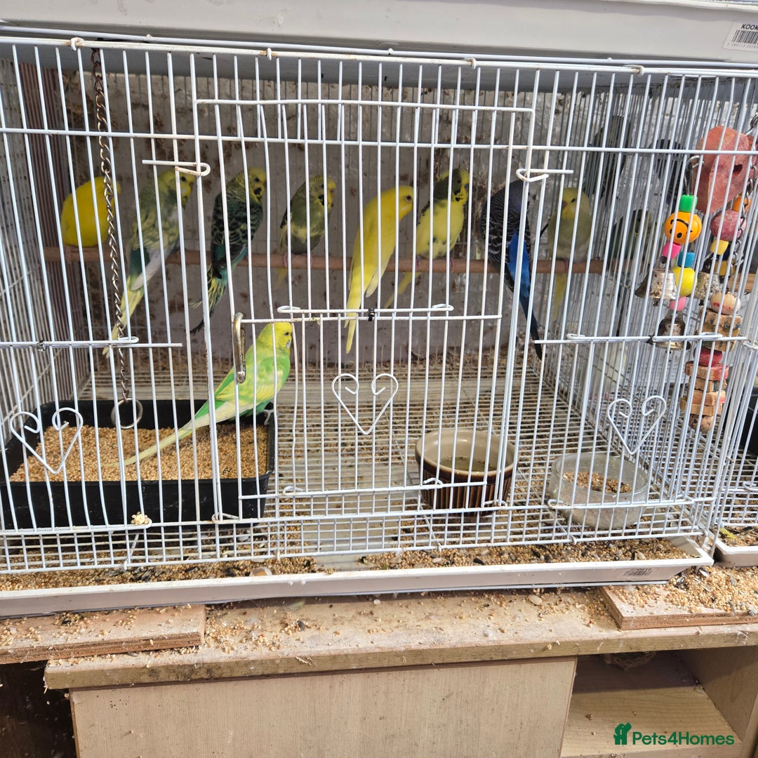 Parakeets birds for sale: Baby budgies - Image 2