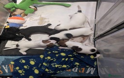 Mixed Breed dogs for sale: F1 jackcain  - Advert 17