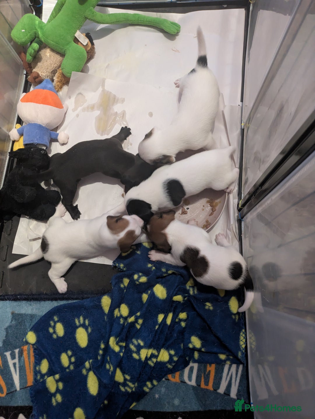 Mixed Breed dogs for sale: F1 jackcain  - Advert 17