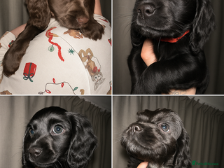 Cockapoo dogs COCKAPOO PUPPIES! READY TO LEAVE NOW🐾 - Advert 1