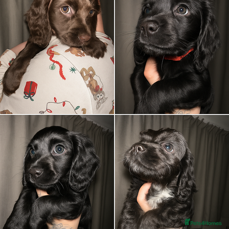 Cockapoo dogs COCKAPOO PUPPIES! READY TO LEAVE NOW🐾 - Advert 5