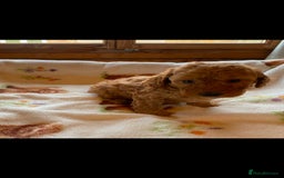 Cavapoo dogs for sale: Cavapoo puppies  - Image 7