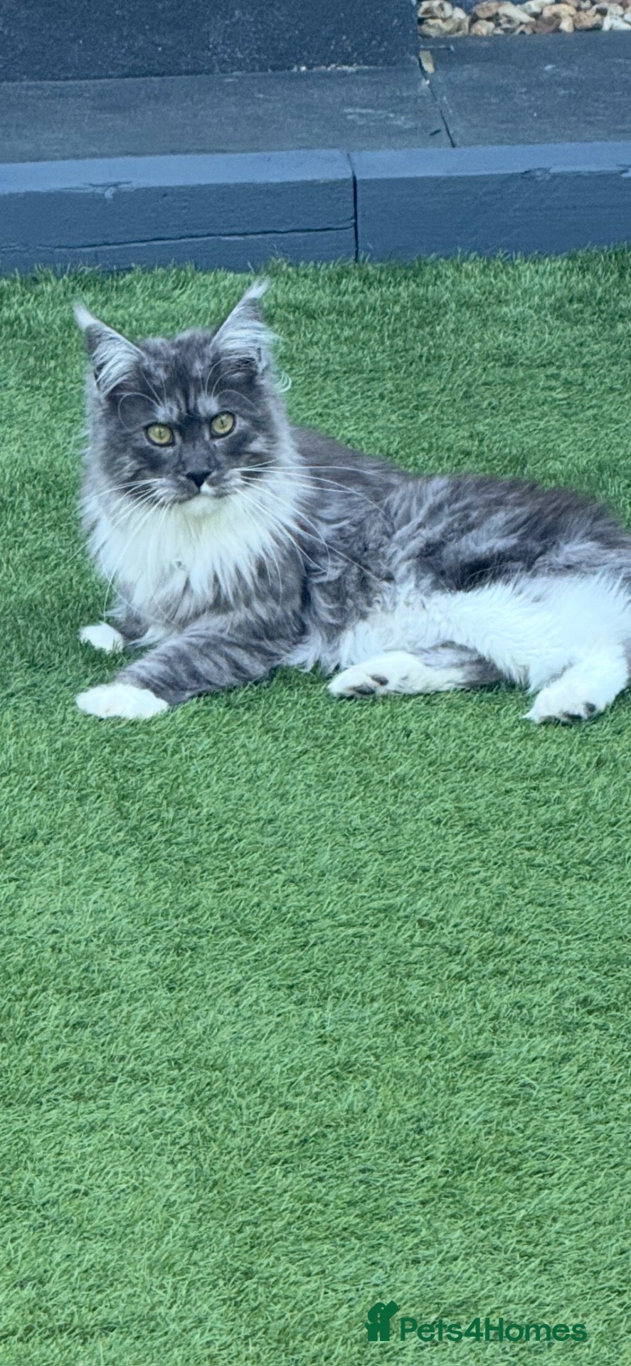 Maine Coon cats mainecoon kittens  - Advert 1