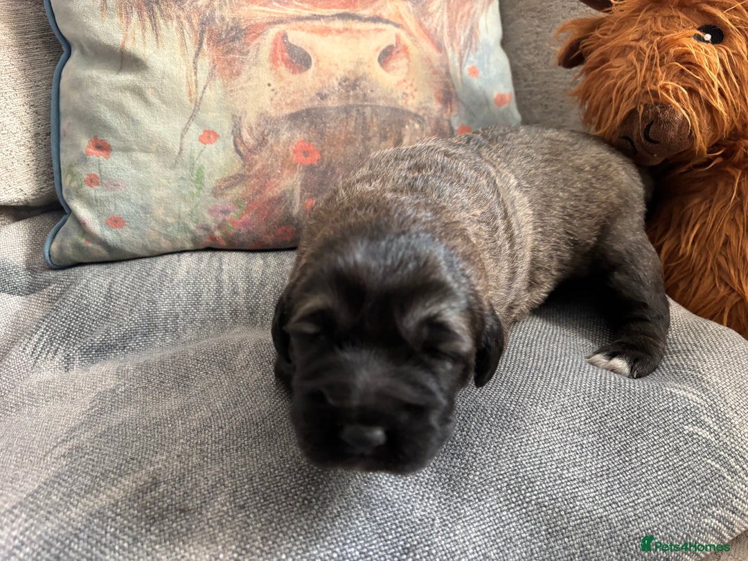 Caucasian Shepherd Dog dogs for sale: Caucasian shepherds 1 female and 1 male left - Advert 10