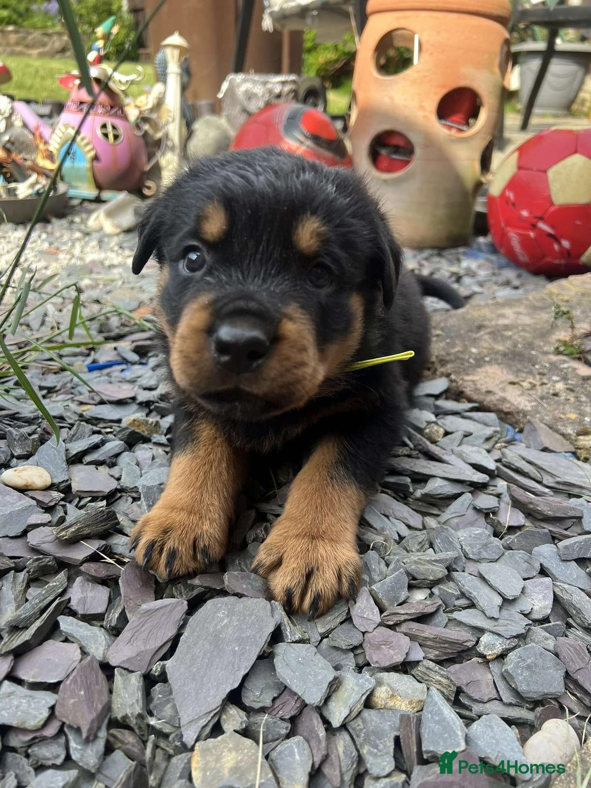 Rottweiler dogs Rottweiler for stud full pedigree, health tested  in Prescot - Advert 10