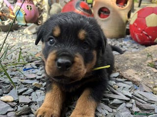 Rottweiler dogs Rottweiler for stud full pedigree, health tested in Prescot - Advert 10