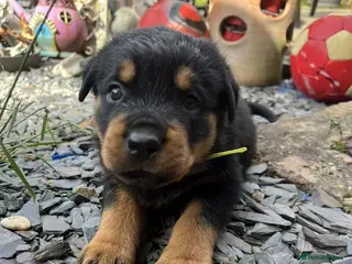 Rottweiler dogs Rottweiler for stud full pedigree, health tested in Prescot - Advert 15