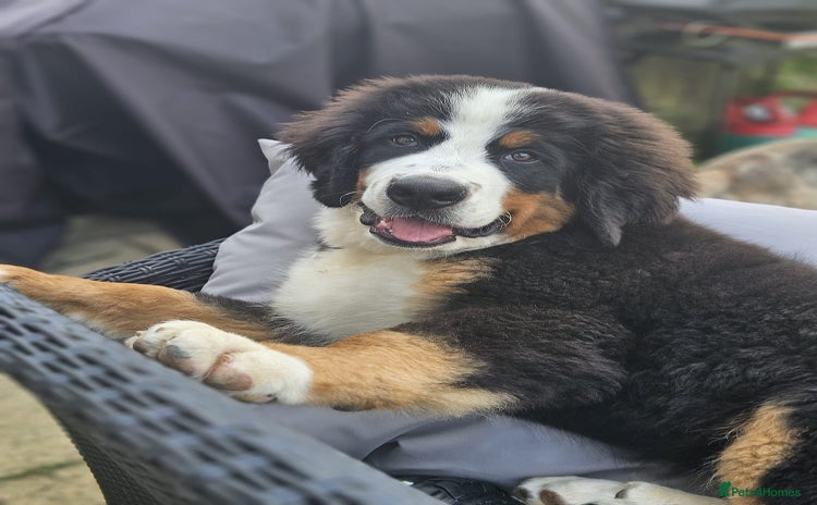 Bernese Mountain Dog dogs - Advert 1