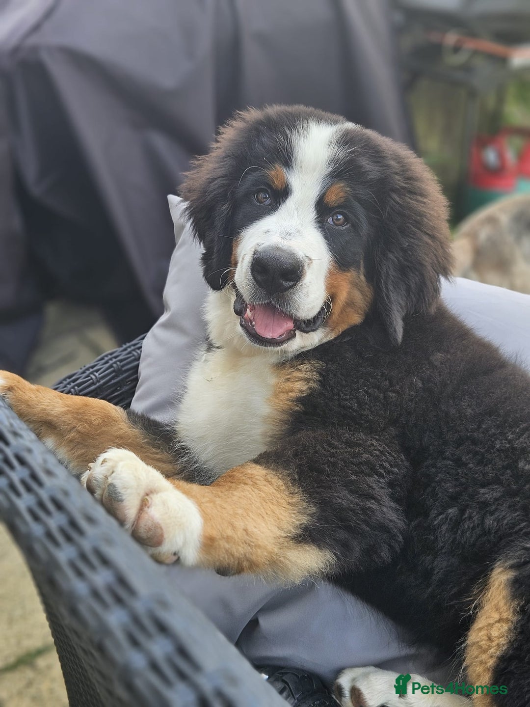 Bernese Mountain Dog dogs for sale: 5 months old beautiful boy Bernese Mountain dog - Image 1