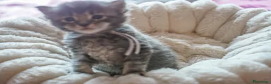 Maine Coon Kitten 8