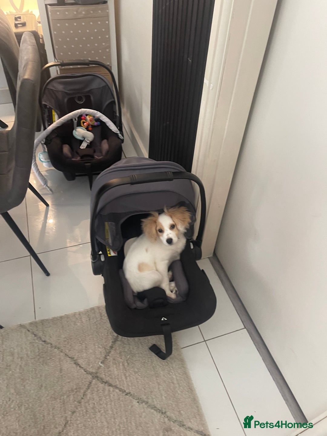 Mixed Breed dogs for sale: 4 month old female Cockerspaniel x Pom puppy - Image 12
