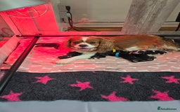 Cavalier King Charles Spaniel dogs for sale: Gorgeous  Cavalier King Charles  Puppies forsale . - Image 2