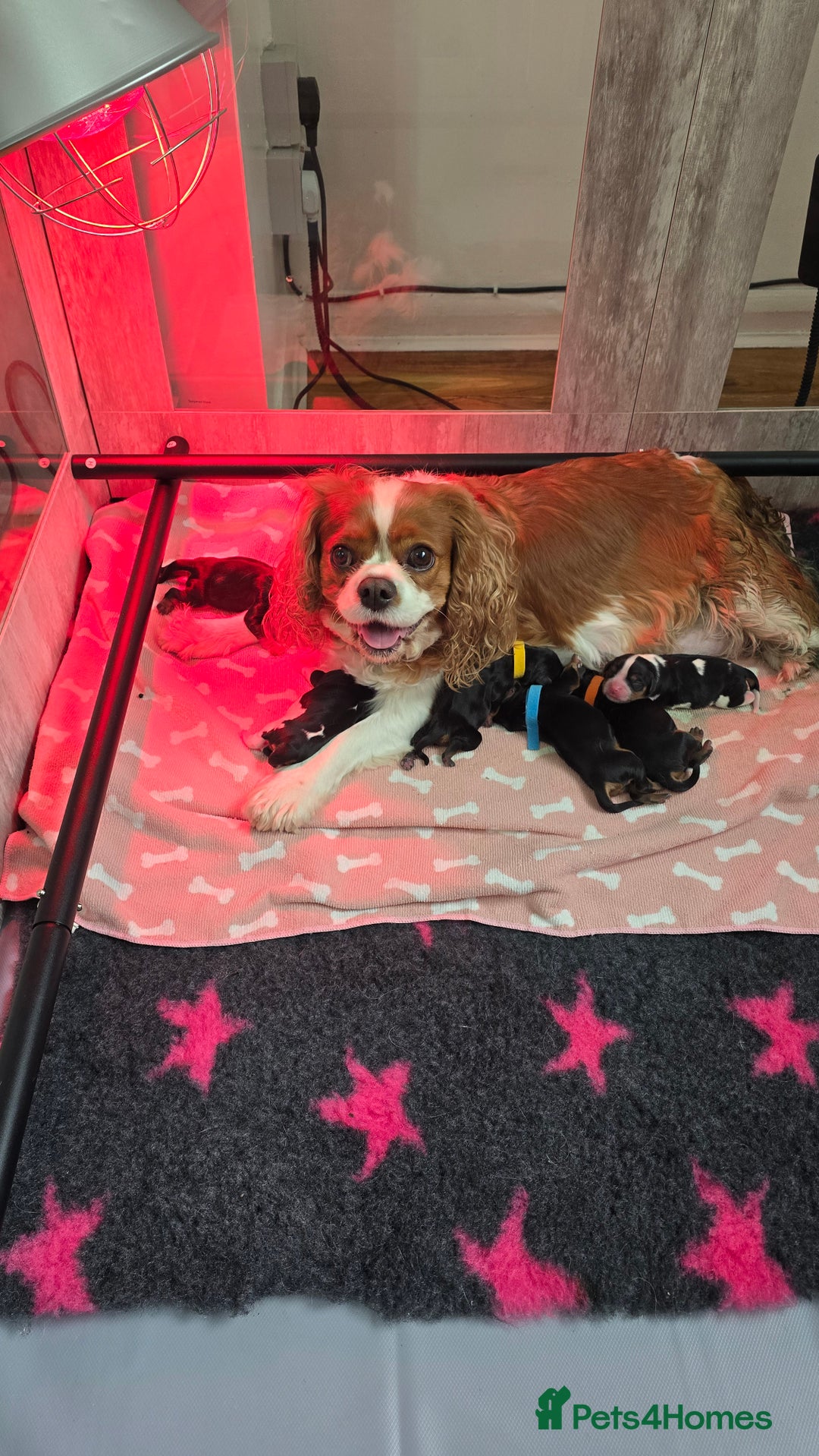 Cavalier King Charles Spaniel dogs for sale: Gorgeous  Cavalier King Charles  Puppies forsale . - Image 2