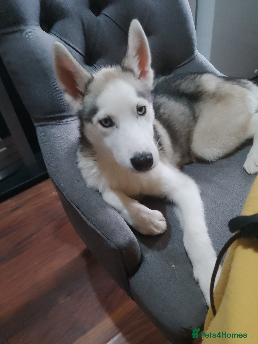 Siberian Husky dogs for sale: ONLY 3 PUPPIES LEFT!!! - Image 20