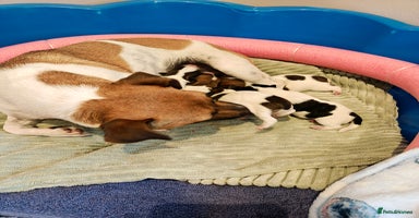 Jack Russell dogs - Advert 5