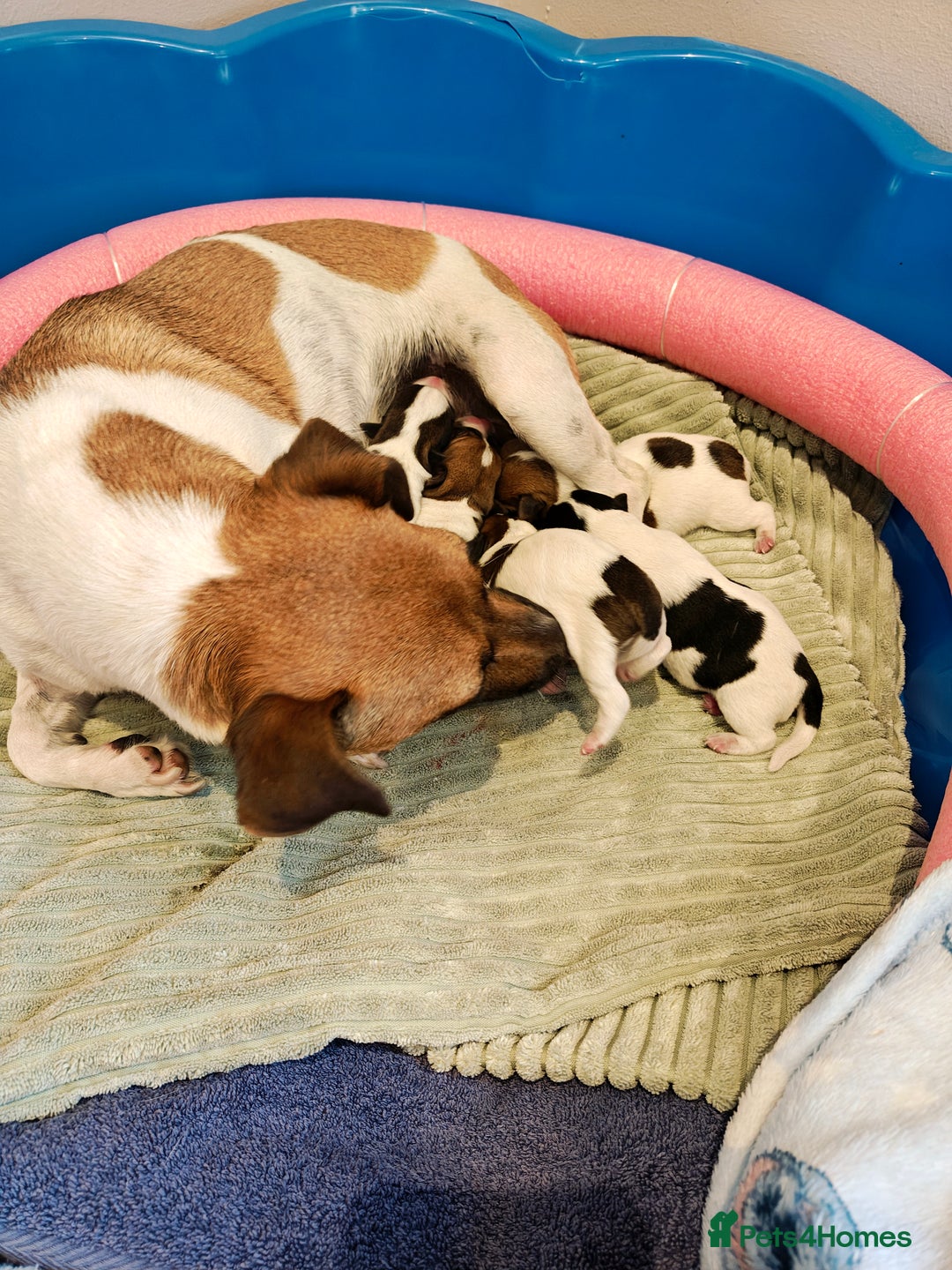 Jack Russell dogs for sale: Jack Russell puppies  - Image 3
