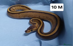 Python Snake reptiles for sale: Royal Python Morph Hatchlings  - Image 20