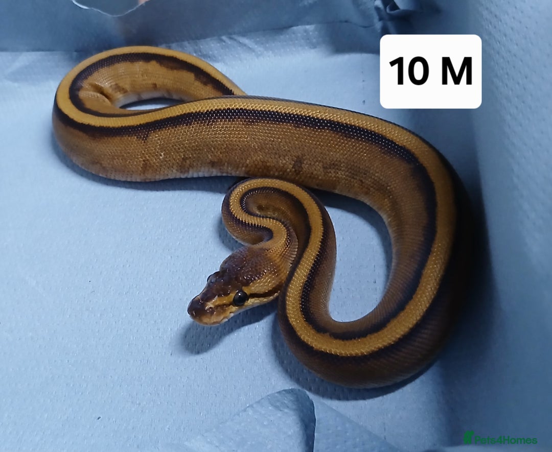 Python Snake reptiles for sale: Royal Python Morph Hatchlings  - Image 20