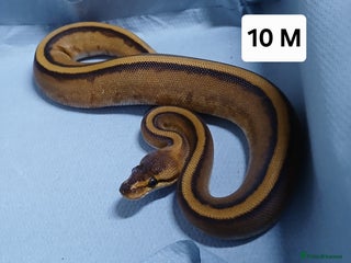 Python Snake reptiles Royal Python Morph Hatchlings - Advert 13