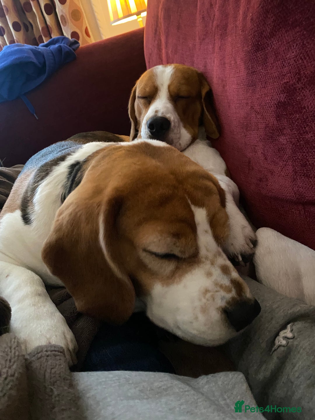 Beagle dogs for sale: 5 Beautiful tri beagle pups  - Advert 2