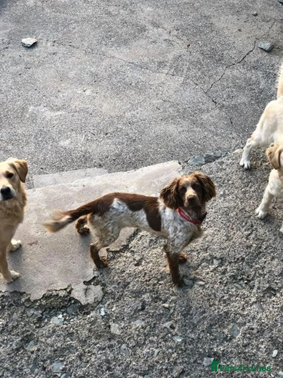 Sprocker dogs for sale: Ella is looking for a forever home  - Advert 21