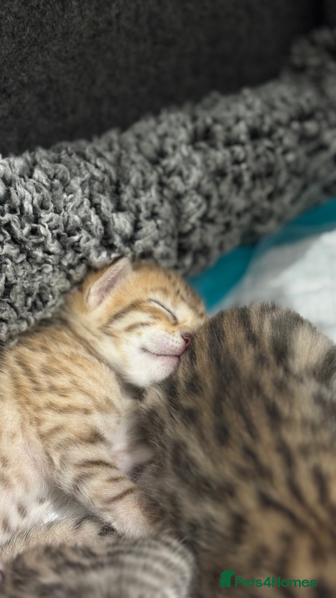 Bengal cats for sale: Pure Bengal Kittens For sale  - Advert 7