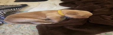 Golden Retriever Puppy 4
