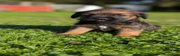 Border Terrier dogs for sale: Boisterous Borders  - Advert 4