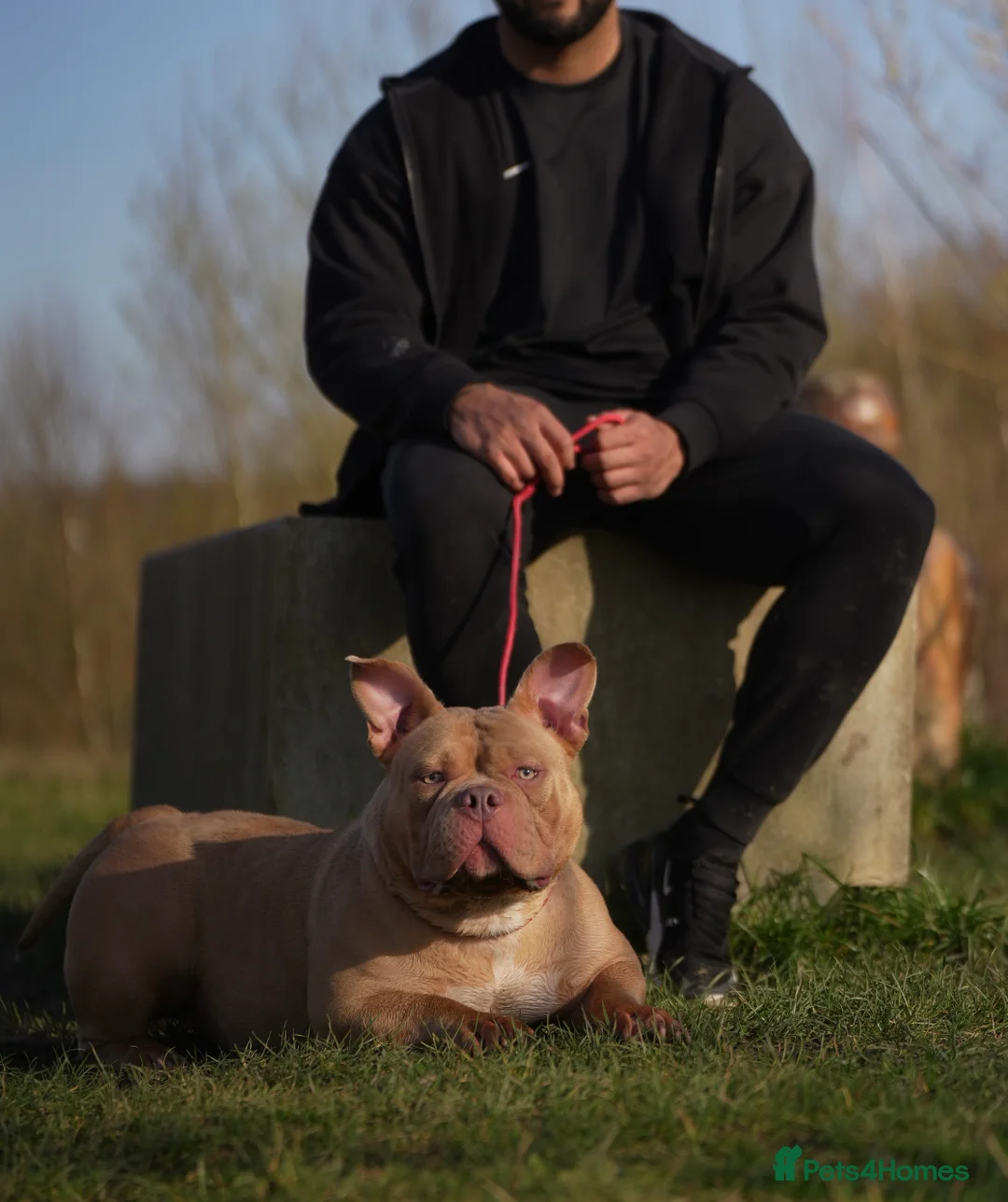 American Bully dogs for sale: American pocket Bully Female 2 Years Old - Advert 2