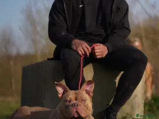 American Bully dogs American pocket Bully Female 2 Years Old - Advert 3
