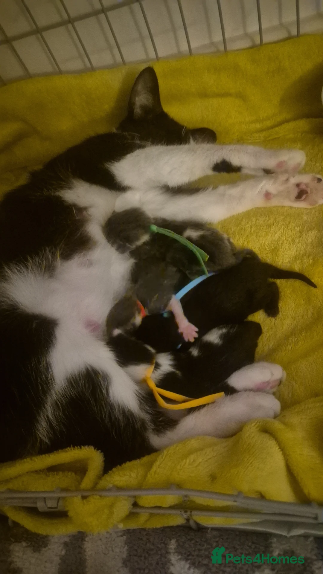 Mixed Breed cats for sale: Moggy kittens  in Ilminster - Advert 1