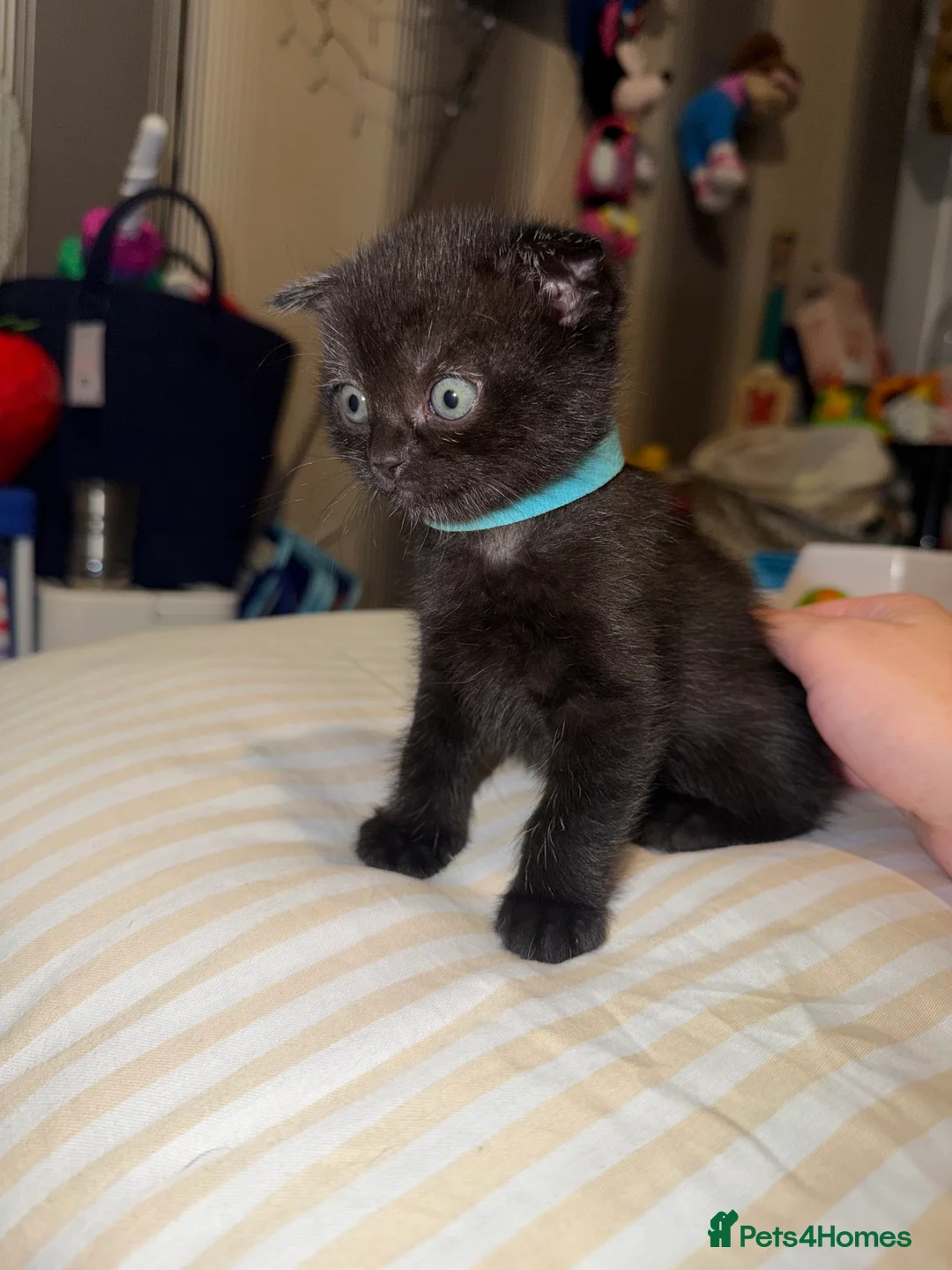 Mixed Breed cats for sale: RARE BRITISH Shorthair&ScottishFold Kittens - Advert 26