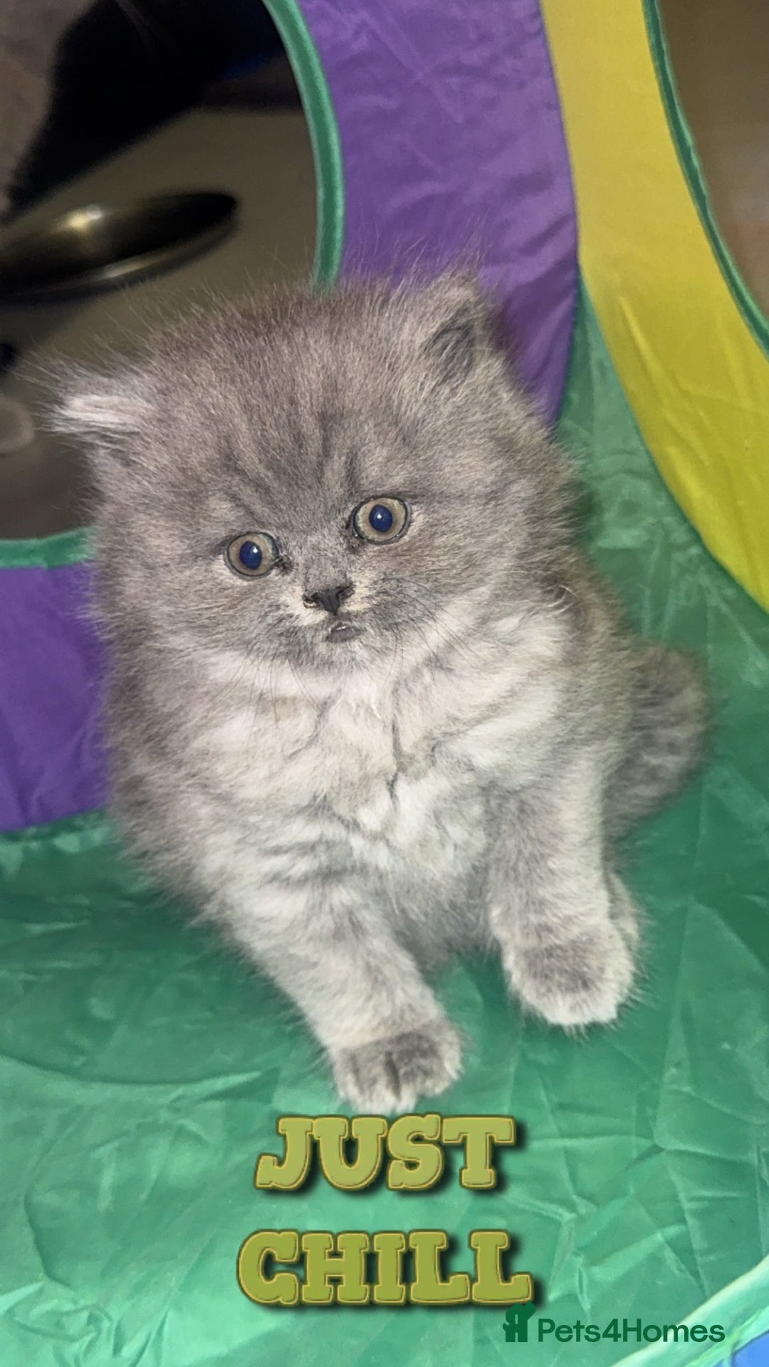British Shorthair cats for sale: British shorthair kittens (1 FEMALE) - Advert 1