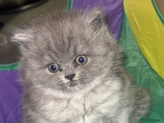 British Shorthair cats British shorthair kittens (1 FEMALE) - Advert 1