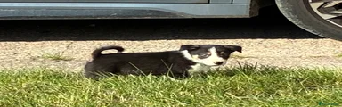 Border Collie 2 - Green Collar