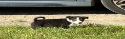 Border Collie dogs for sale: Border Collie Pups - Farm reared from working dogs - Advert 10