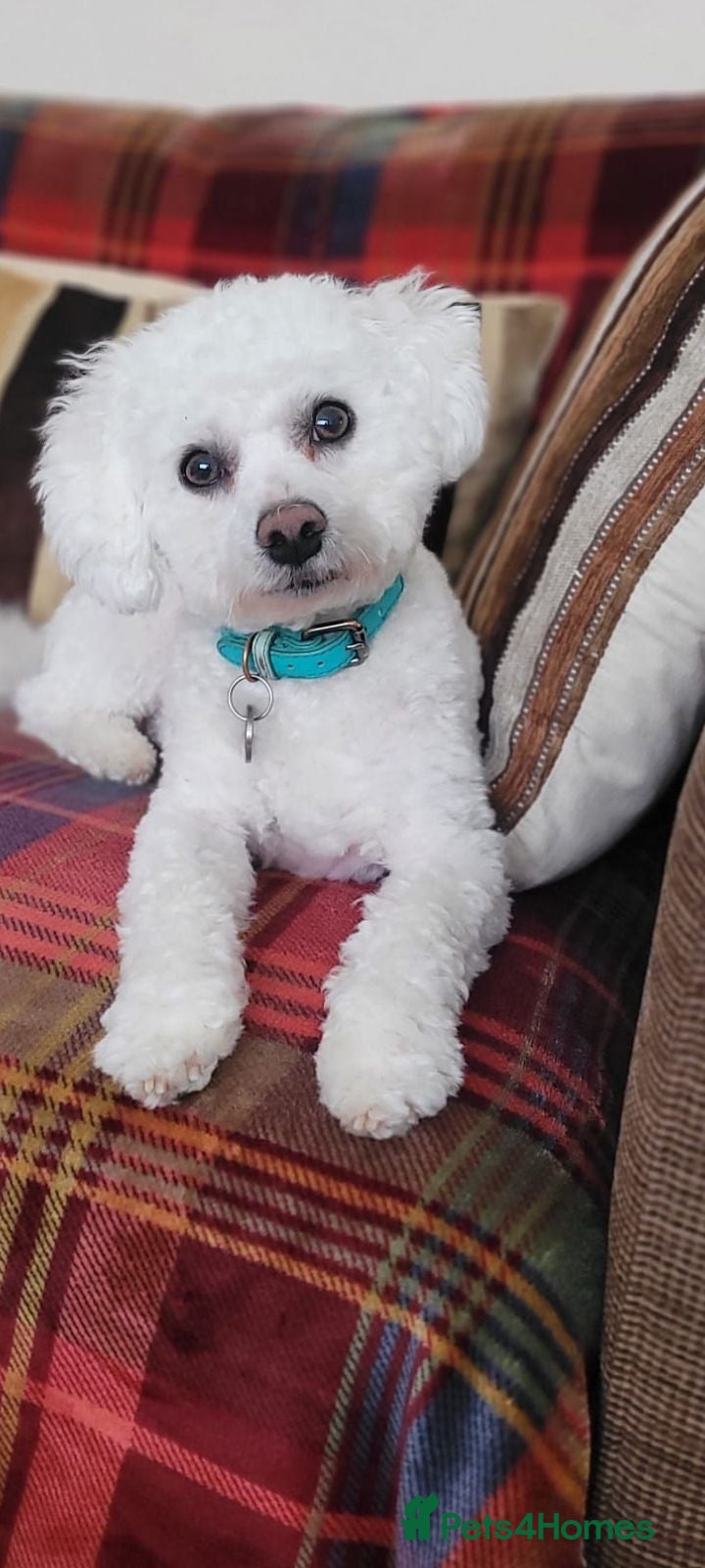 Bichon Frise dogs Bobby.full bread Bicton frise ,  - Advert 1