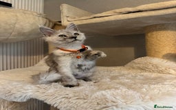 Maine Coon cats for sale: Stunning Maine Coon girls  - Image 6