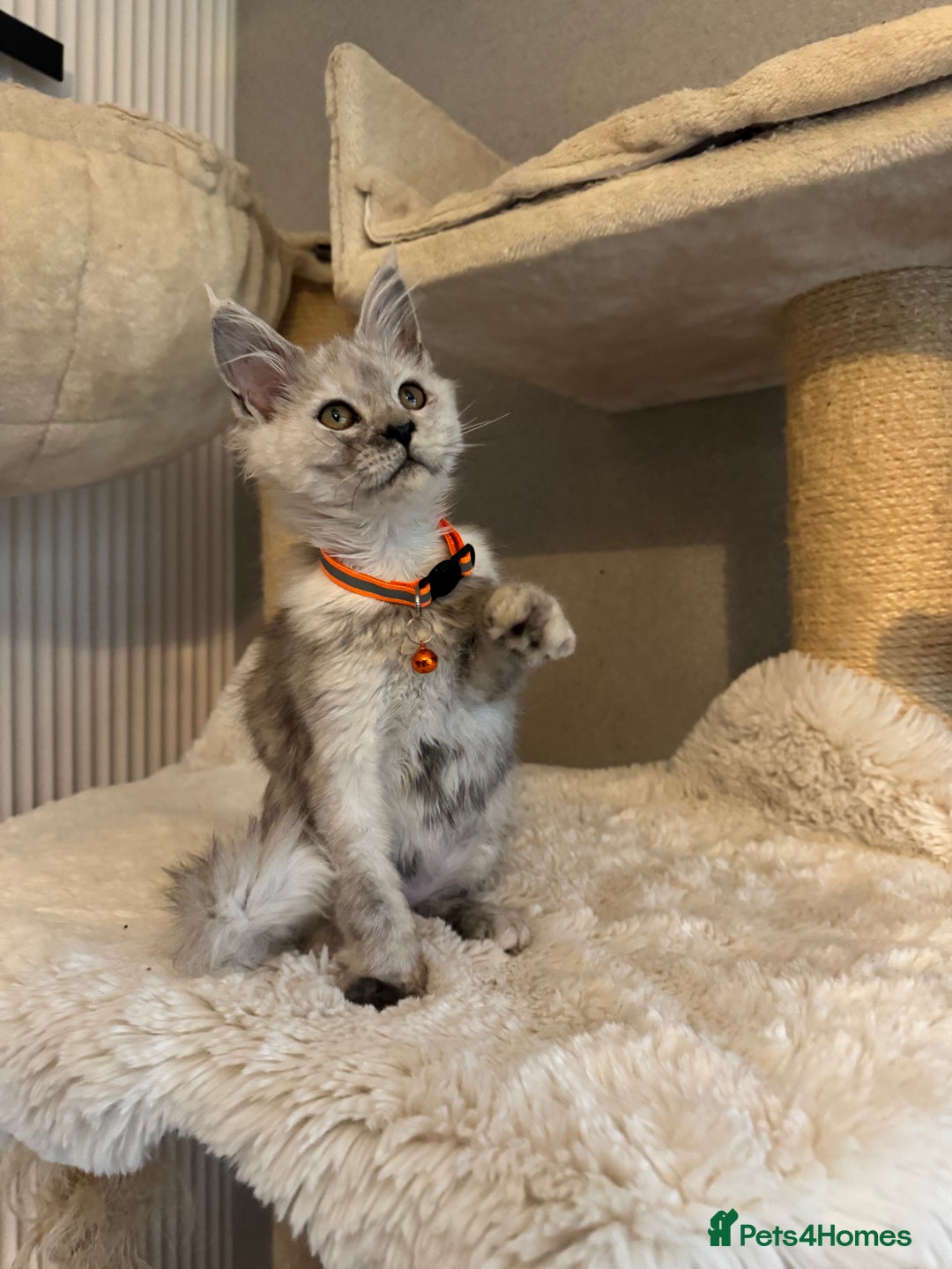 Maine Coon cats for sale: Stunning Maine Coon girls  - Image 6