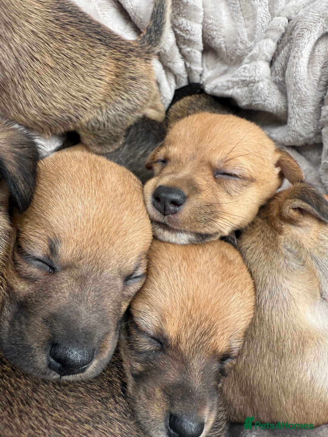 Jack Russell dogs for sale: Beautiful litter of jack Russell puppies  - Image 11