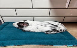 Guinea Pig rodents for sale: Dalmatians - Image 2