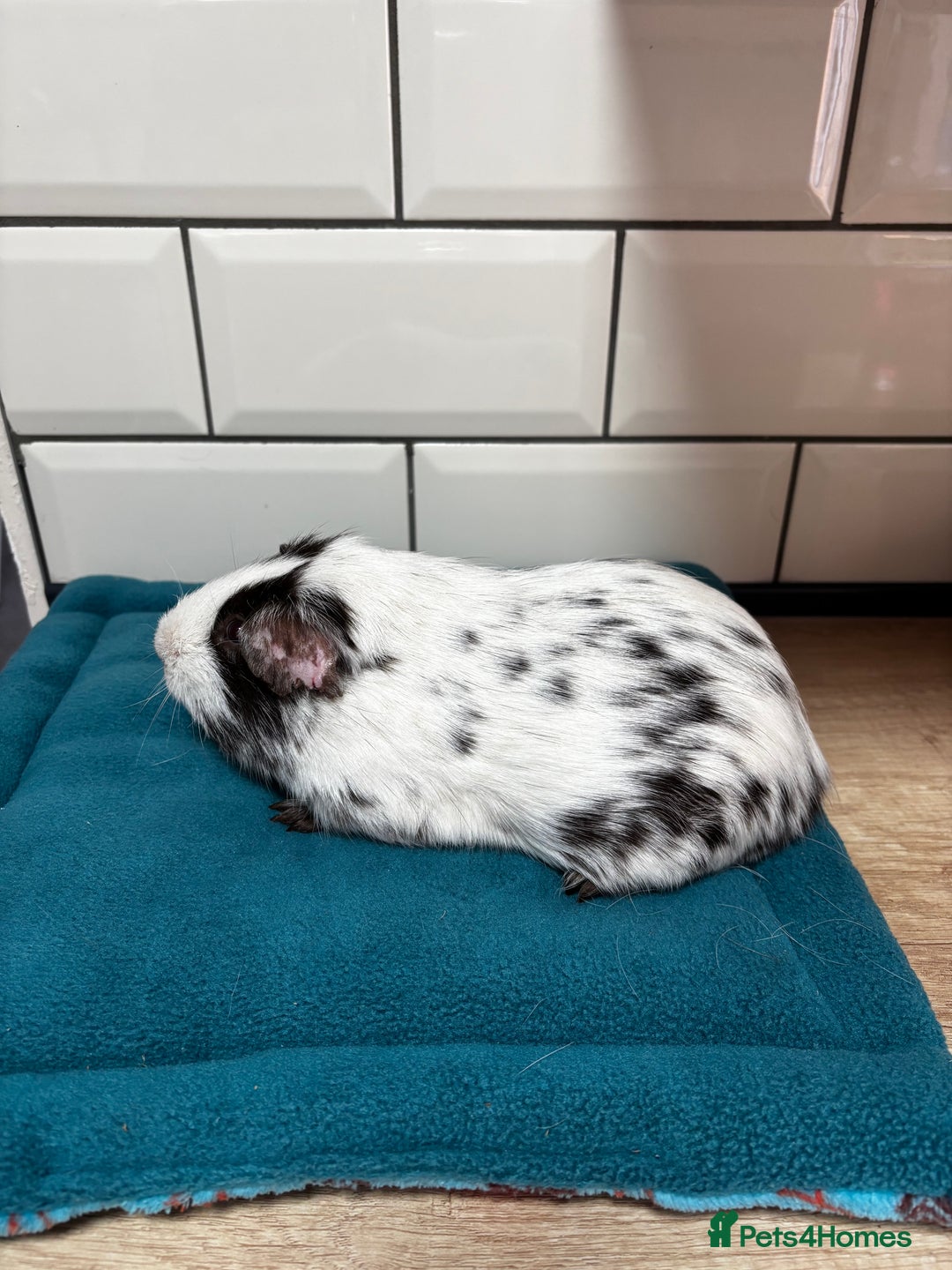 Guinea Pig rodents for sale: Dalmatians - Image 2