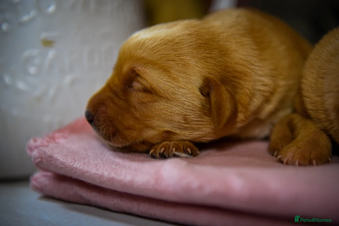 Labrador Retriever dogs for sale: Beautiful Deep Red KC Reg Labradors 5* Breeder - Advert 8